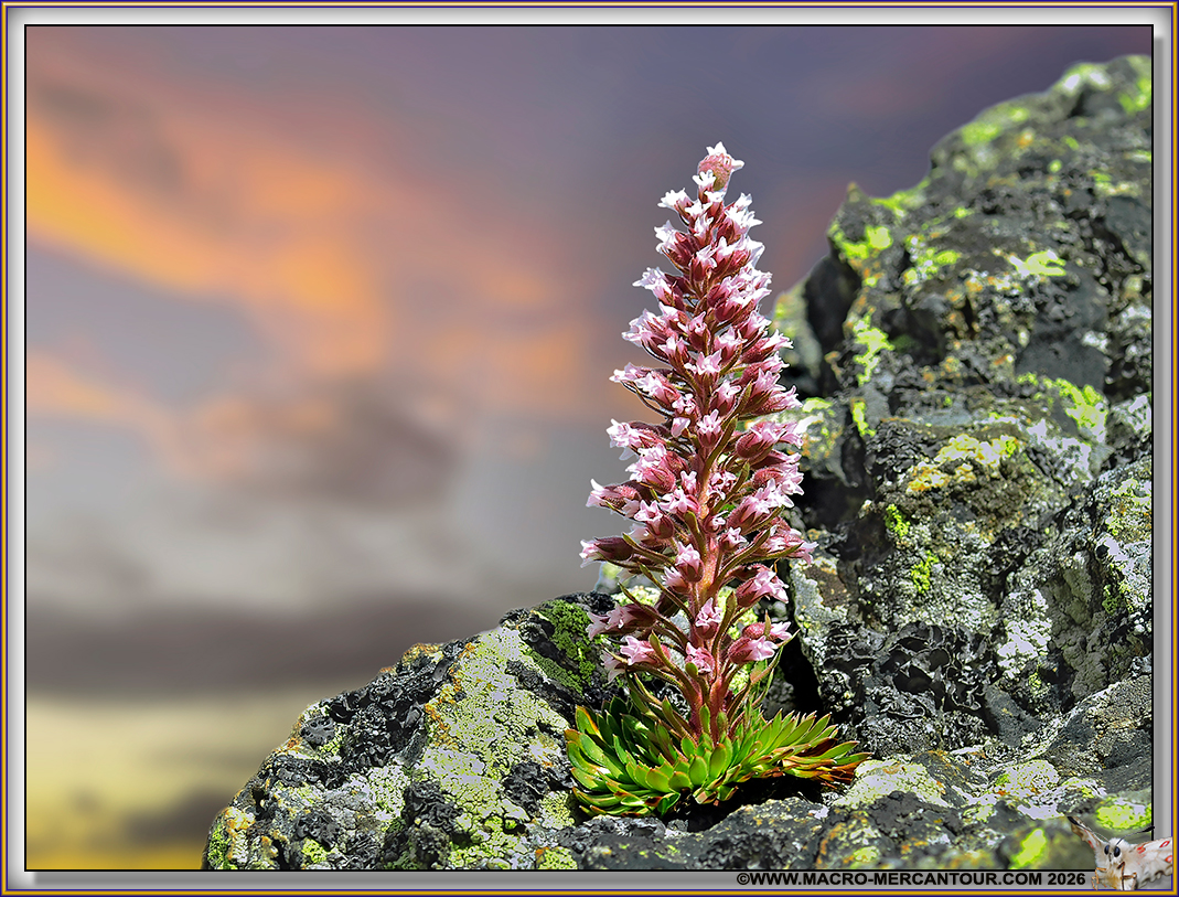 Saxifrage florulenta Moretti